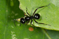 Polyrhachis monteithi