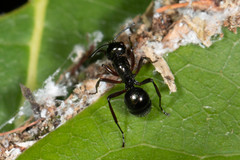 Polyrhachis monteithi
