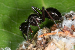 Polyrhachis monteithi