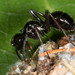 Polyrhachis monteithi - Photo (c) Mark Ayers, alguns direitos reservados (CC BY-NC), uploaded by Mark Ayers