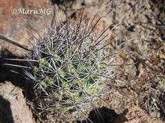 Coryphantha clavata stipitata