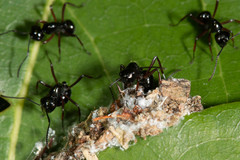 Polyrhachis monteithi