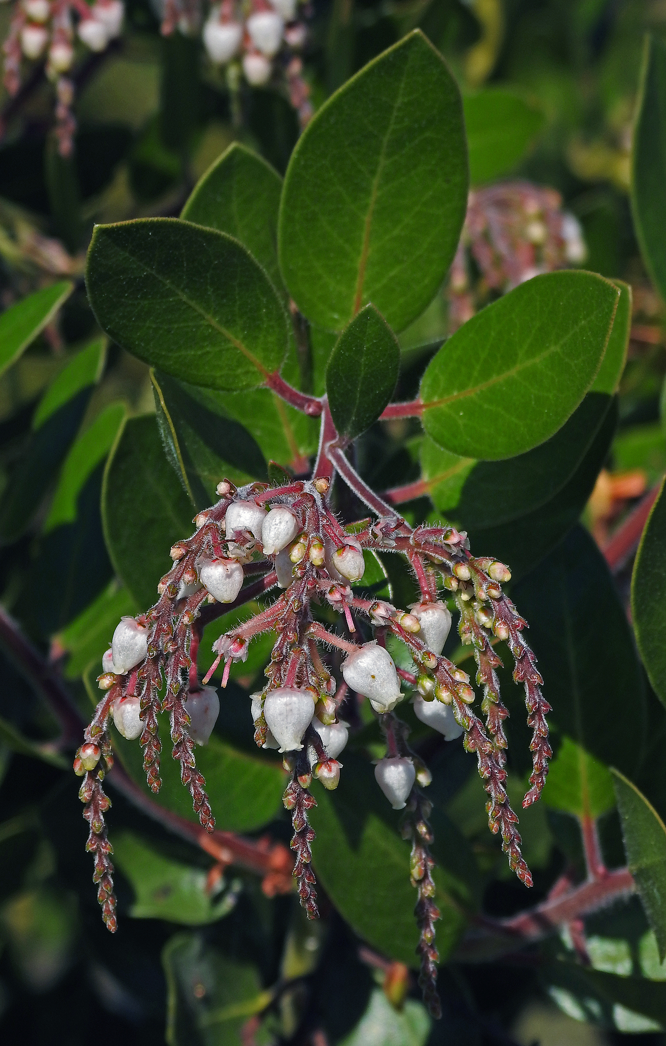 Arctostaphylos insularis