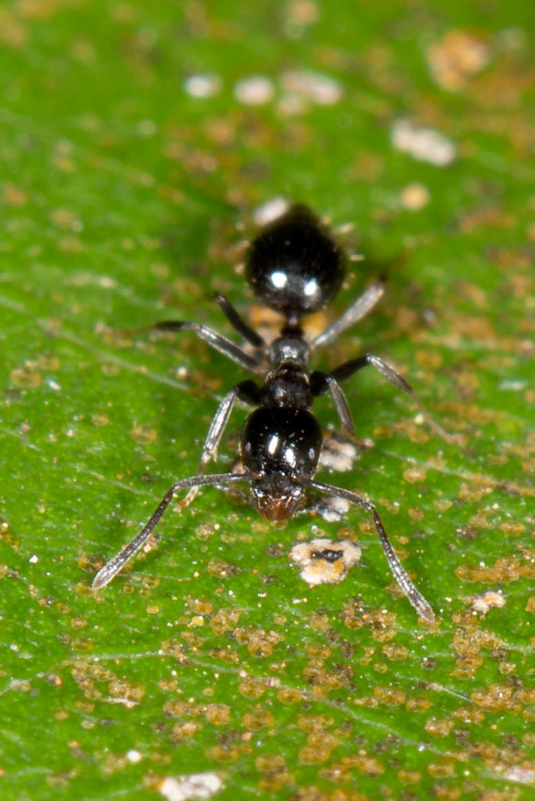Technomyrmex furens
