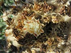 Echinofossulocactus phyllacanthus