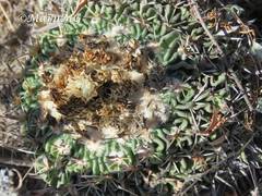 Echinofossulocactus phyllacanthus