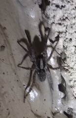 Trochosa sepulchralis