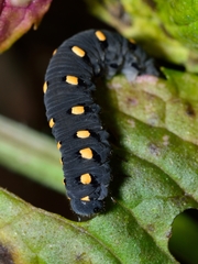 Tenthredo marginella