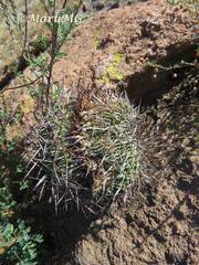 Echinofossulocactus dichroacanthus