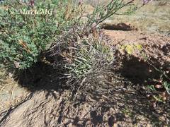 Echinofossulocactus dichroacanthus