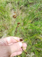 Rhynchospora glomerata