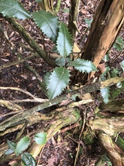 Olearia × macrodonta