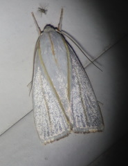 Cryptophasa flavolineata