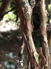 Olearia × macrodonta