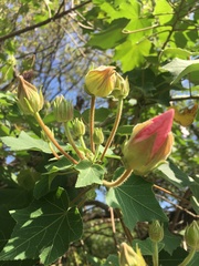Hibiscus makinoi