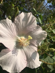 Hibiscus makinoi