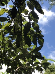 Olearia × macrodonta
