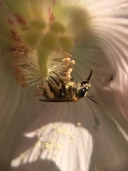 Hibiscus makinoi