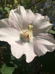 Hibiscus makinoi