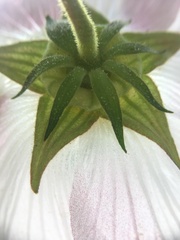 Hibiscus makinoi