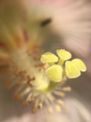Hibiscus makinoi