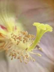 Hibiscus makinoi