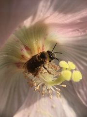 Hibiscus makinoi