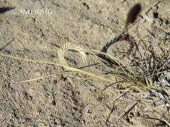 Bouteloua scorpioides