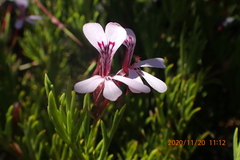 Pelargonium laevigatum laevigatum