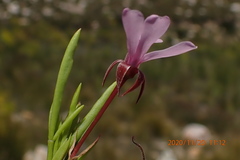 Pelargonium laevigatum laevigatum