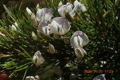 Psoralea elegans