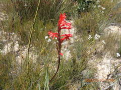 Watsonia schlechteri