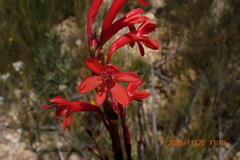 Watsonia schlechteri