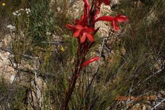 Watsonia schlechteri
