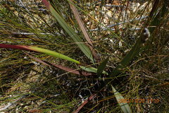 Watsonia schlechteri