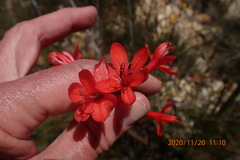 Watsonia schlechteri