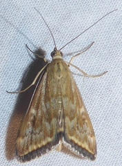 Loxostege munroealis