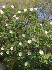 Hibiscus makinoi