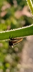 Centrotus