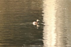 Tachybaptus ruficollis