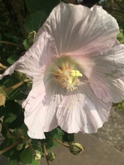 Hibiscus makinoi