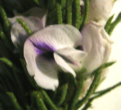 Psoralea kougaensis