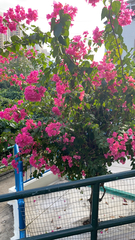 Bougainvillea