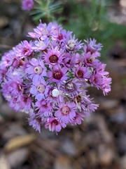 Verticordia plumosa