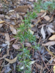 Verticordia plumosa