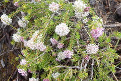 Agathosma ciliaris