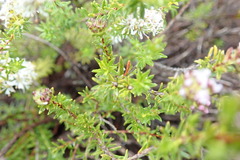 Agathosma ciliaris