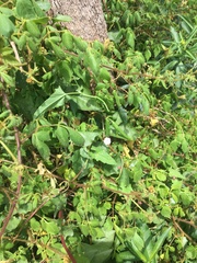 Convolvulus erubescens