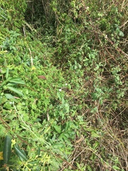 Convolvulus erubescens