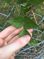 Dipogon lignosus
